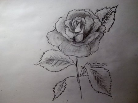 Цветы для срисовывания карандашом