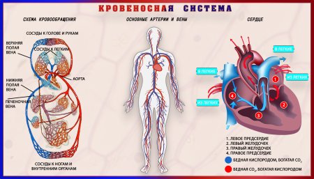 Органы кровеносной системы схема