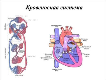 Органы кровеносной системы схема