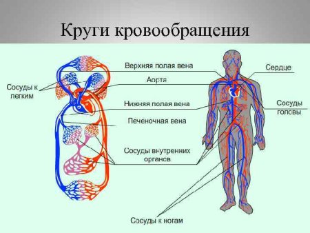 Кровеносная система человека схема круги кровообращения