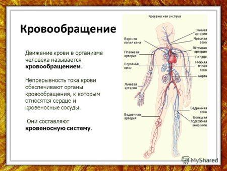 Кровеносная система человека схема 3 класс