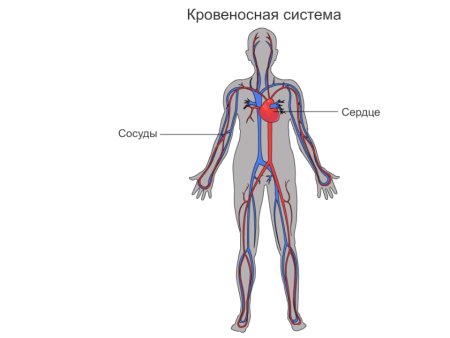 Кровеносная система человека схема 3 класс