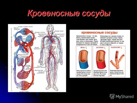 Органы из которых состоит кровеносная система и функции