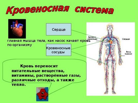 Кровеносная система человека 3 класс окружающий мир