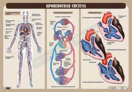 Анатомия строение кровеносной системы