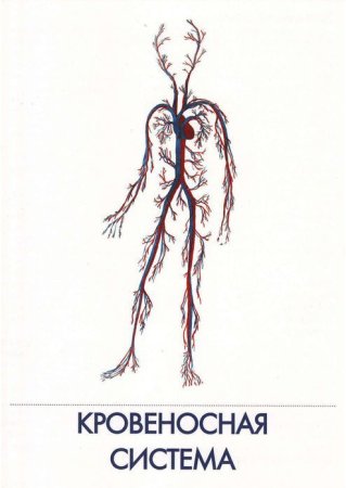 Кровеносная система человека схема