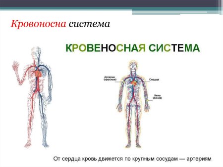 Что относится к кровяной системе