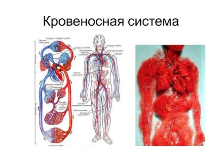 Кровеносная система анатомия