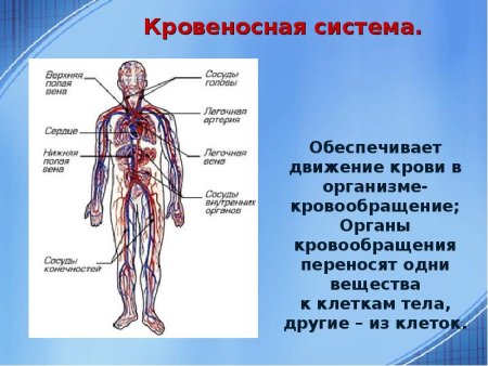 Органы кровеносной системы человека 8 класс