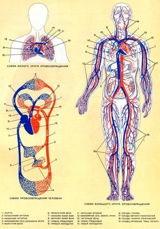 Кровеносная система человека схема круги кровообращения