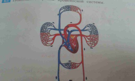 Подписать органы кровеносной системы