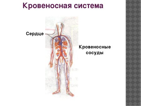 Кровеносная система человека схема 4 класс