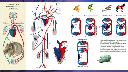 Кровеносная система 6 класс биология