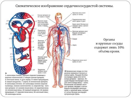 Система кровообращения человека кровеносные сосуды