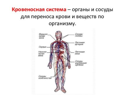 Характеристика кровеносной системы человека