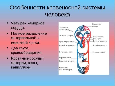Кровеносная система для детей