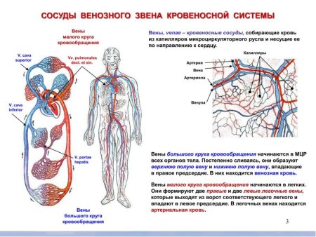 Кровеносная система человека анатомия