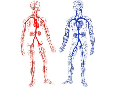 Венозная система человека 3д