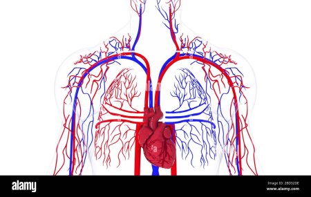 Кровеносная система птиц 7 класс