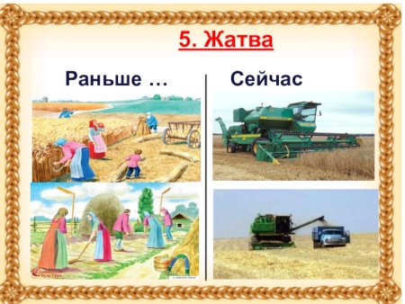 Этапы выращивания хлеба