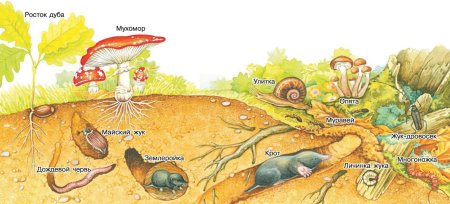 Жители почвенной среды обитания