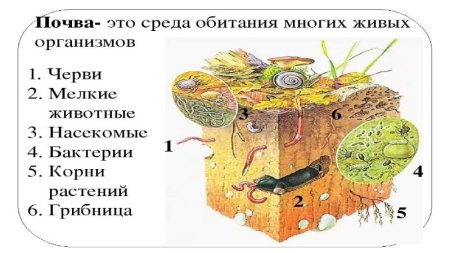 Почвенная среда жизни