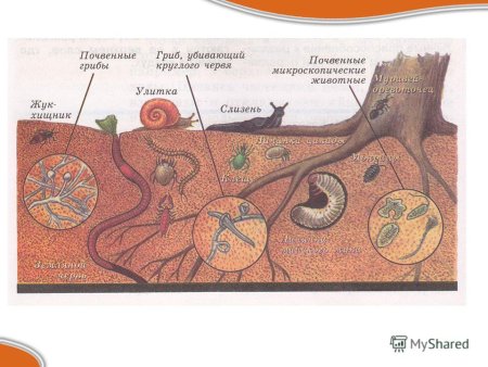 Почвенная среда обитания