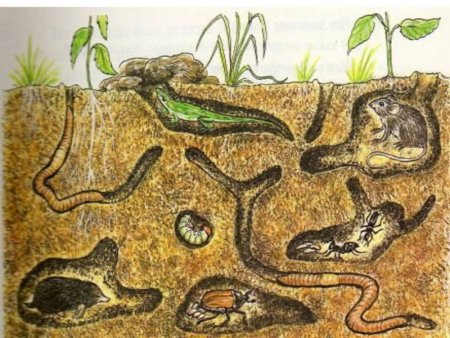 Почвенные животные