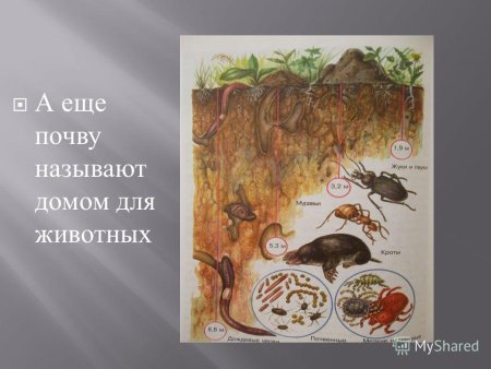 Животные обитатели почвы