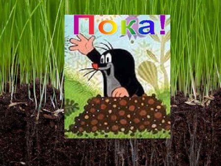 Почвенная среда обитания рисунок