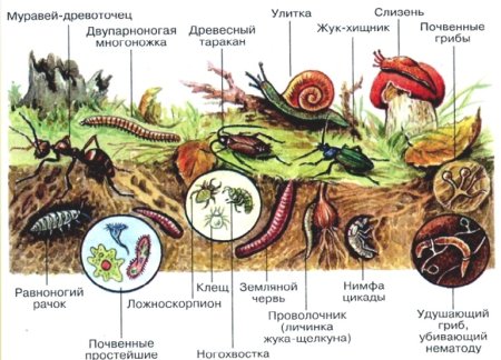 Живые обитатели почвы