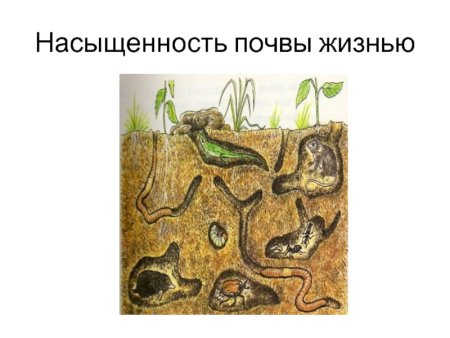 Почвенная среда обитания