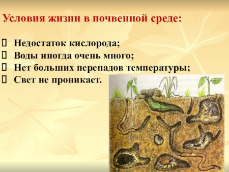 Условия жизни в почвенной среде