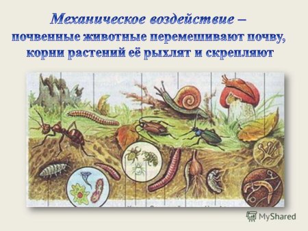 Почвенные животные