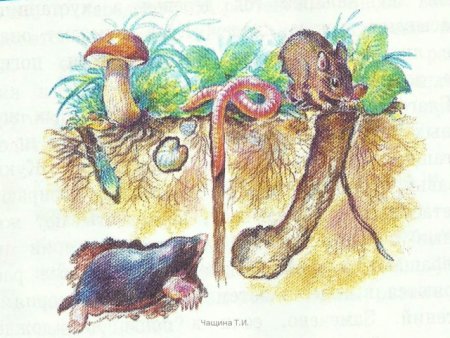 Обитатели почвы