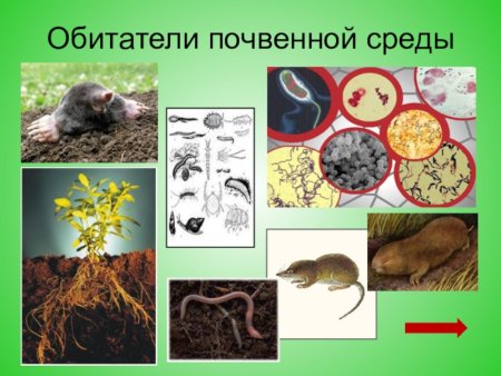 Обитатели почвенной среды обитания