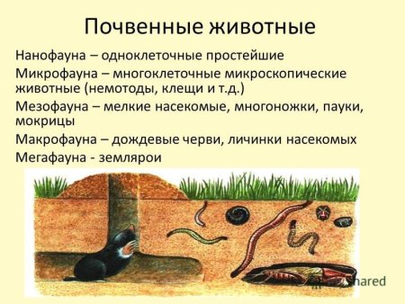 Экологические группы почвенных организмов