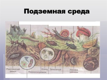 Воздушно почвенная среда