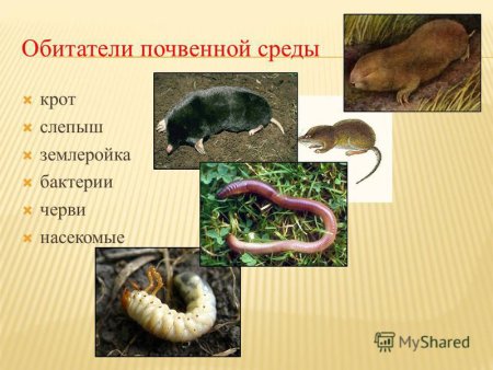 Обитатели почвенной среды
