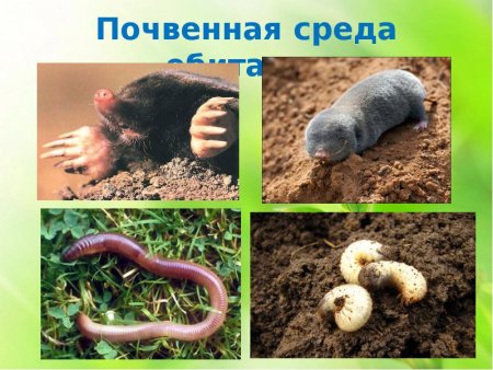 Обитатели почвенной среды