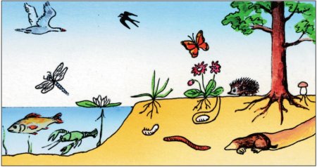 Среды обитания живых организмов