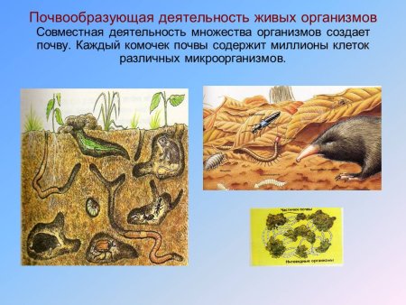 Почвенные живые организмы