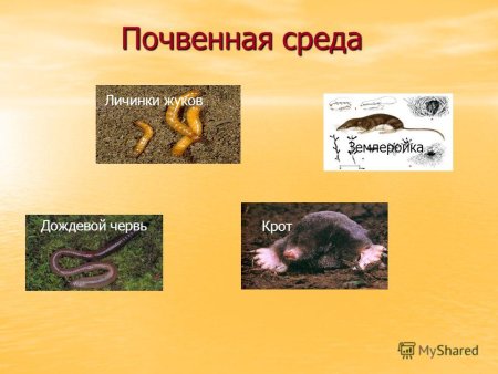 Почвенная среда обитания