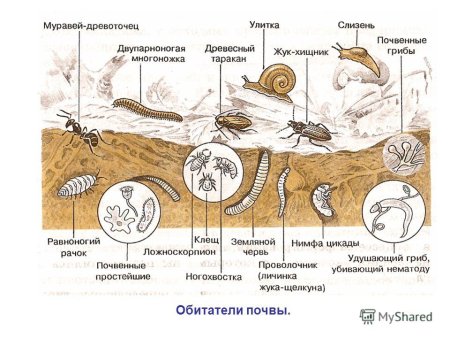 Обитатели почвы 6 класс биология