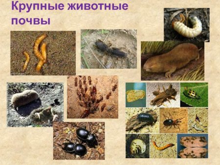 Животные обитающие в почве
