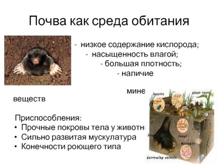 Среды обитания почвенная среда