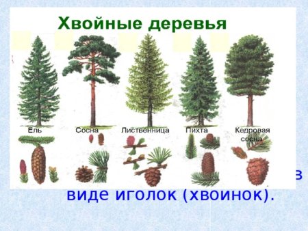 Хвойные деревья для детей