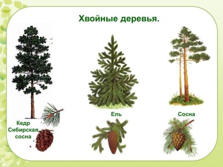 Хвойные деревья ель, сосна, кедр
