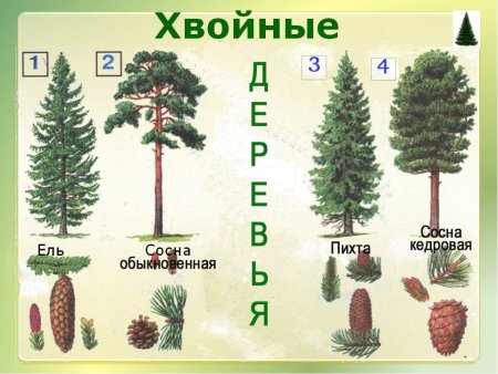 Представители хвойных деревьев