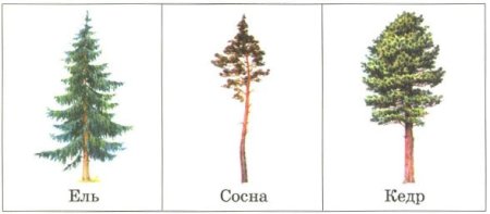 Ель сосна кедр